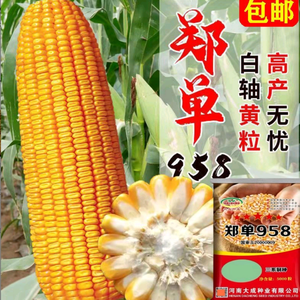 叶间窥暖阳头像