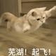云朵kaR头像