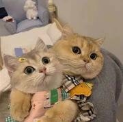 豆子_的个人资料头像