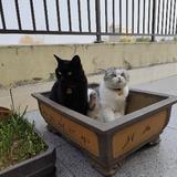 十七喵子头像