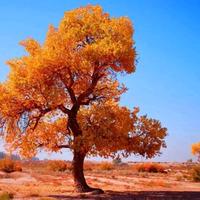 健康枫叶9a8头像