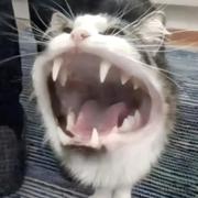 啊吧啊吧啊的个人资料头像