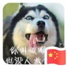 哈士奇是二哈的个人资料头像