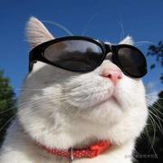 Minttea的个人资料头像