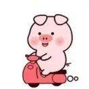 四旪草201803头像
