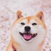 Ono_pig的个人资料头像