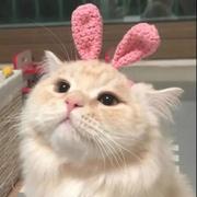 liaoai的个人资料头像