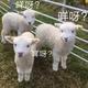 四川吴彦祖头像