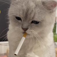 全能型人才头像