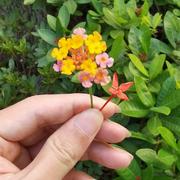 粘花惹草的个人资料头像