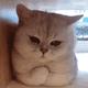猫he树头像
