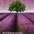 海城之滨头像