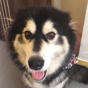 木子本红的个人资料头像