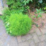 明天会更好1932232718176头像