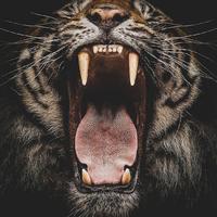 小目标城配物流51头像