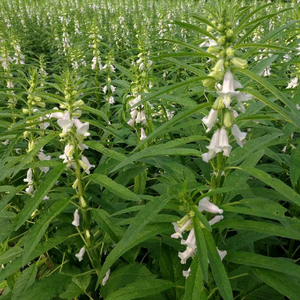 芝麻开花JJG头像