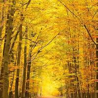 多多反反复复丰富的头像