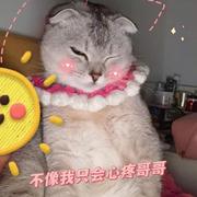 彩色小红帽的个人资料头像