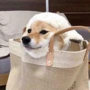 Puppy606的个人资料头像