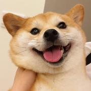 前端赶路人的个人资料头像