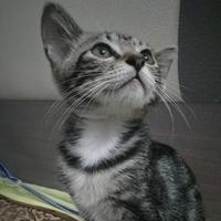 纸上跃然7V0K头像