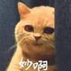 castiel王头像