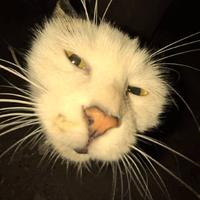 无敌岳云鹏头像