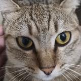 千里送猫肉头像