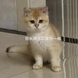 老板少辣椒头像