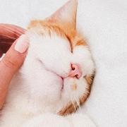 团子275的个人资料头像