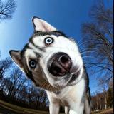 勿念心安杨超头像