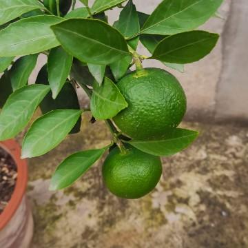 暧昧已成殇4头像