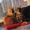 猫生日常头像