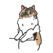 板栗小绵的个人资料头像