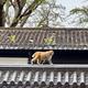 zz猴哥zz · 菱智车主·车龄1年头像