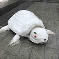 slybxs头像