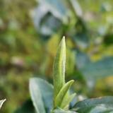 元旦福鼎市大栩茶业有限公司头像