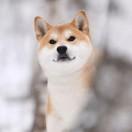 默念千千万万遍的个人资料头像