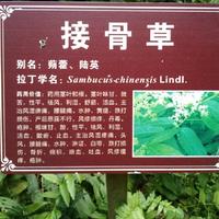 洋洋54260头像