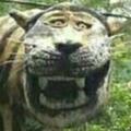 大脑斧是也头像