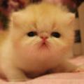 猫小寨头像