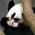 塔尖4头像