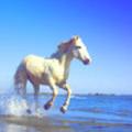 悟行18头像