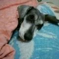 丷猾鸡哥头像