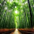 施师诗狮头像