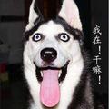 无言天地宽头像