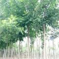 a鄢陵花木13103748862头像