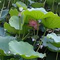 平静11931头像