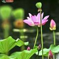 好运莲莲31头像