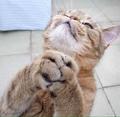 听肖邦的猫头像